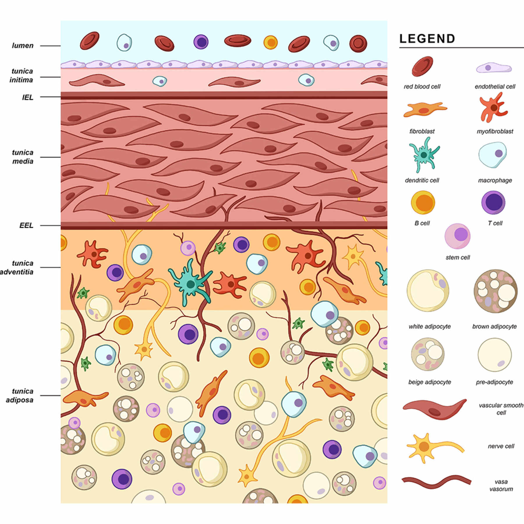 A diagram of the layers of the human coronary artery